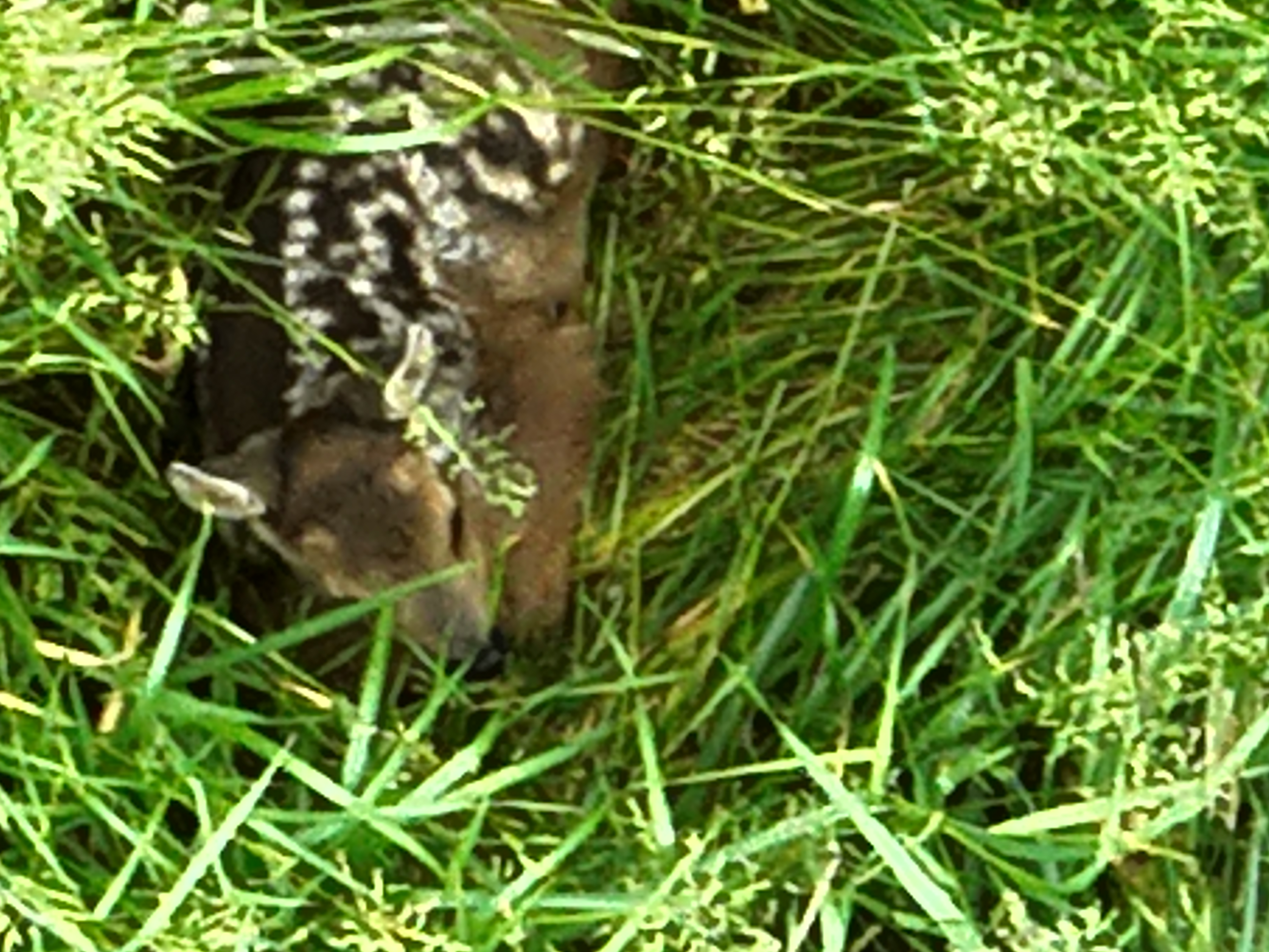 Bambi
