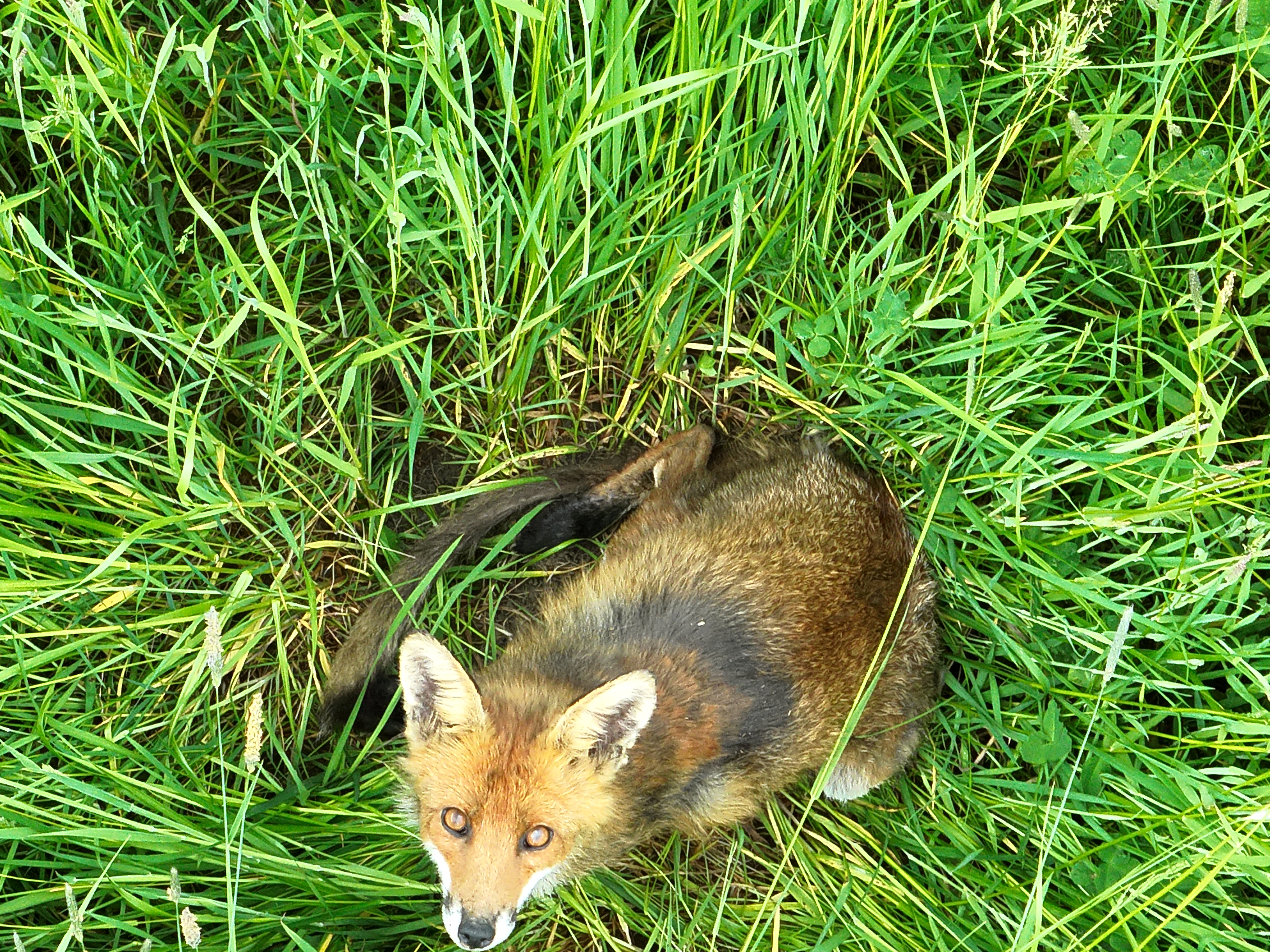Fox